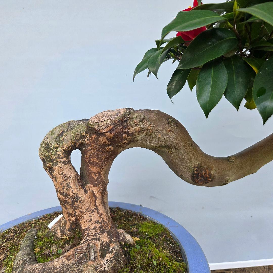 椿　出雲大社赤藪椿　[半懸崖]　大品盆栽