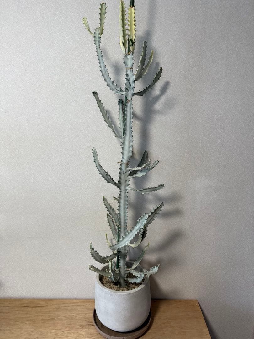 【鉢植え☆送料込】ホワイトゴースト・綴化・サボテン（116㎝）