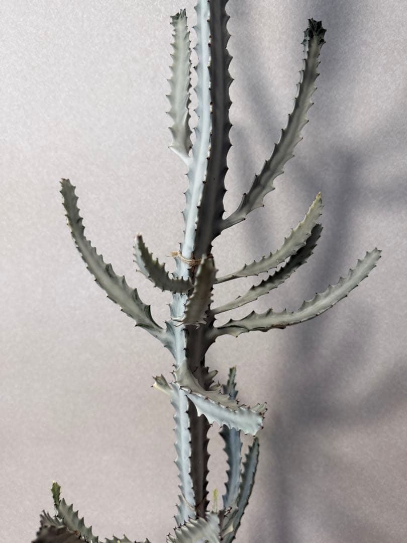 【鉢植え☆送料込】ホワイトゴースト・綴化・サボテン（116㎝）