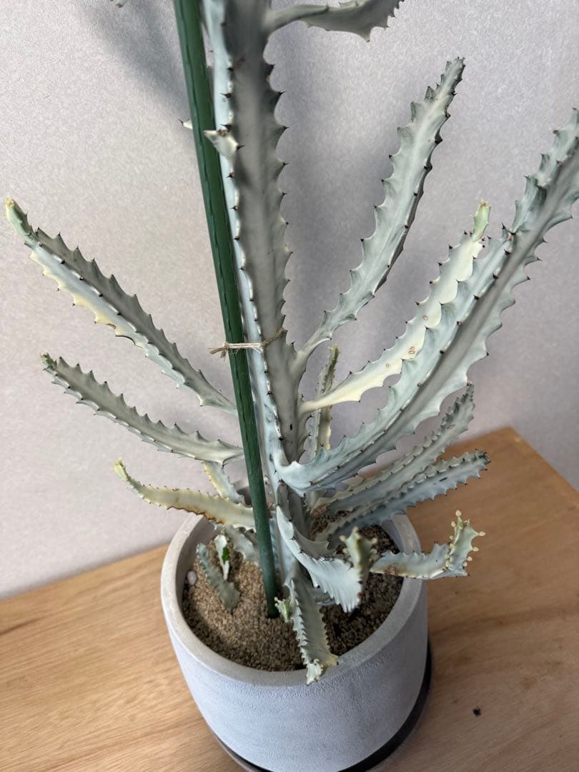 【鉢植え☆送料込】ホワイトゴースト・綴化・サボテン（116㎝）