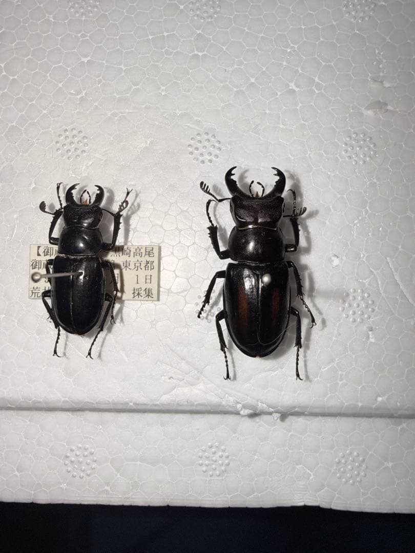 ミクラミヤマクワガタ【規制前採集個体】