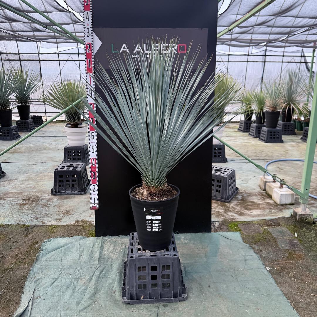 は*な様 【AL1151】ユッカ　ロストラータ　ランチョブルー　数量限定