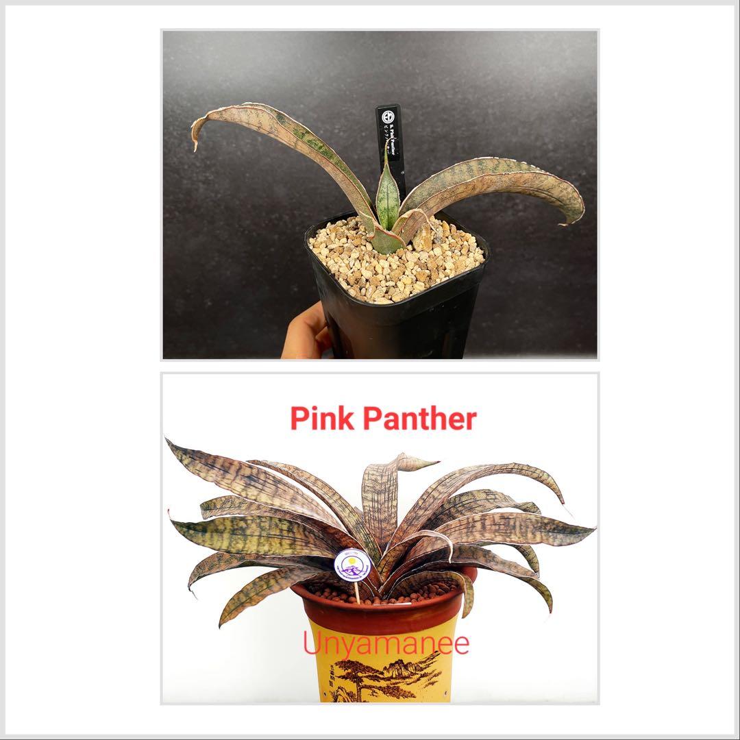 EMP サンセベリア ピンクパンサー OC株 / レア SA348