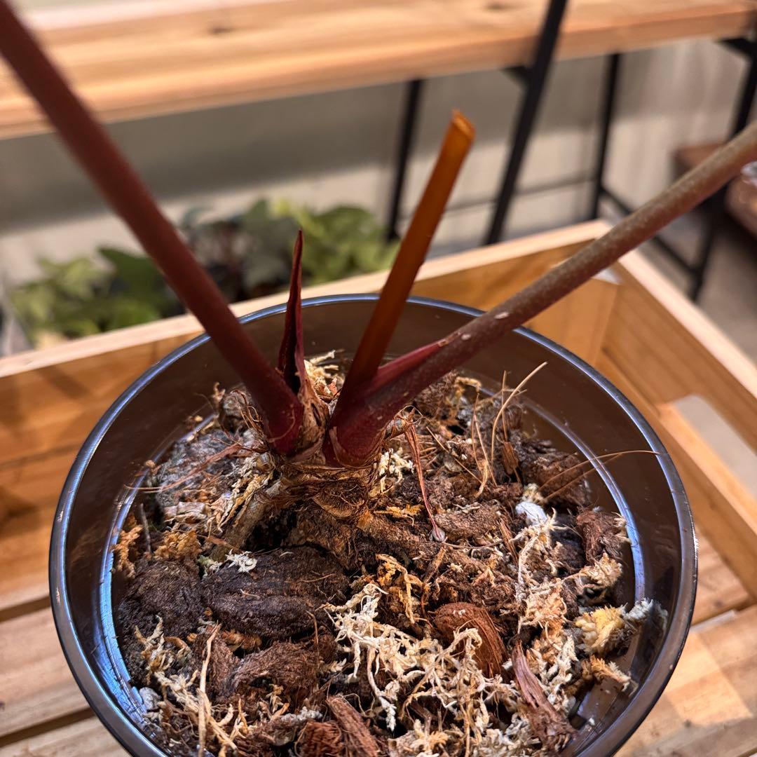 29 アンスリウム　レッドクリスタリナム　ハイブリッド　大株　ダーク色