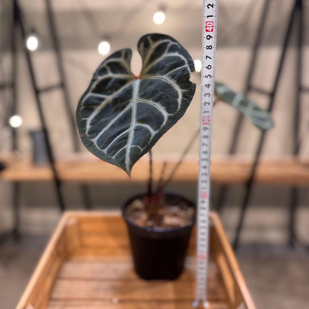 29 アンスリウム　レッドクリスタリナム　ハイブリッド　大株　ダーク色