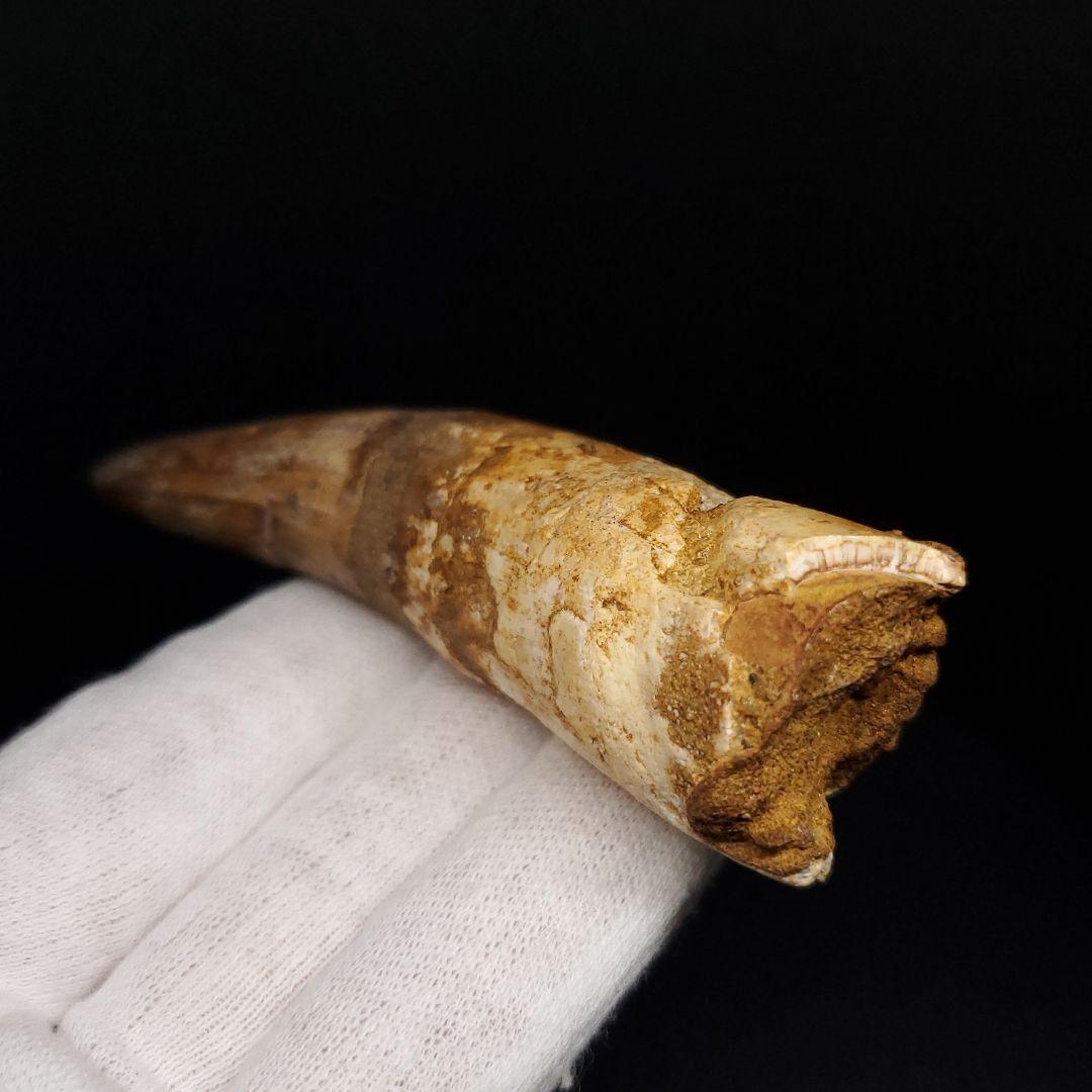 古代 ワニ エロスクス 歯 本物 化石 モロッコ産 86.96mm fr141