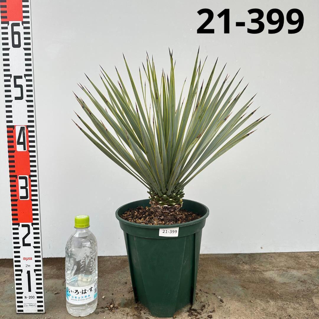 ユッカ　ロストラータ【21-399】