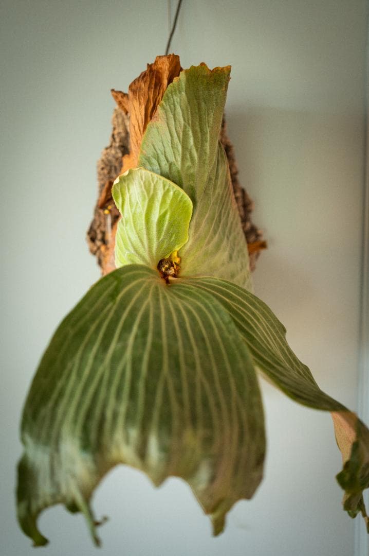 ビカクシダ エラワン（親株）