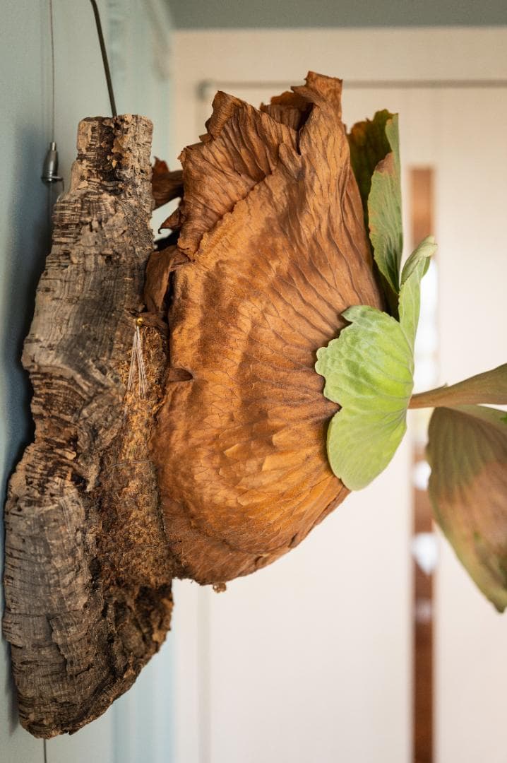 ビカクシダ エラワン（親株）