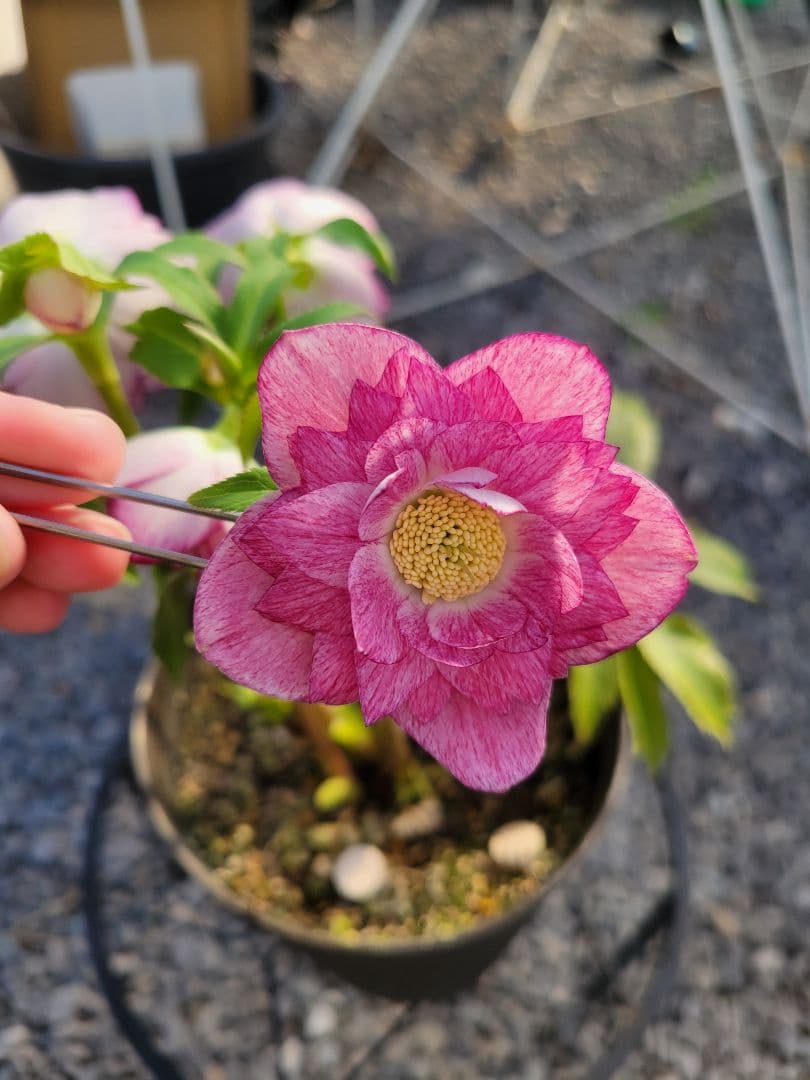 広瀬園芸　ピンクタブル　クリスマスローズ