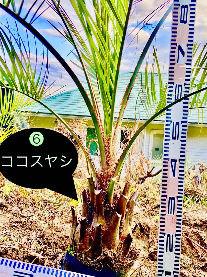❻ココスヤシ 耐寒性
