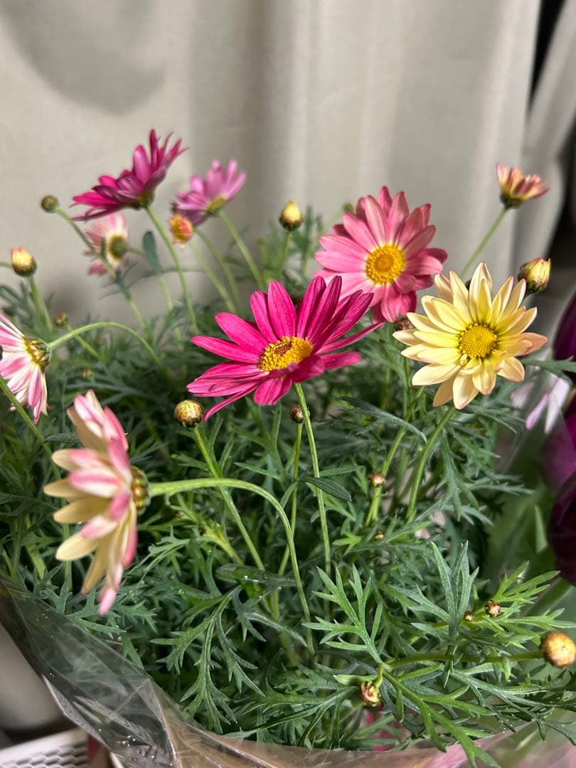 マーガレット コーラル色 Proven Winners