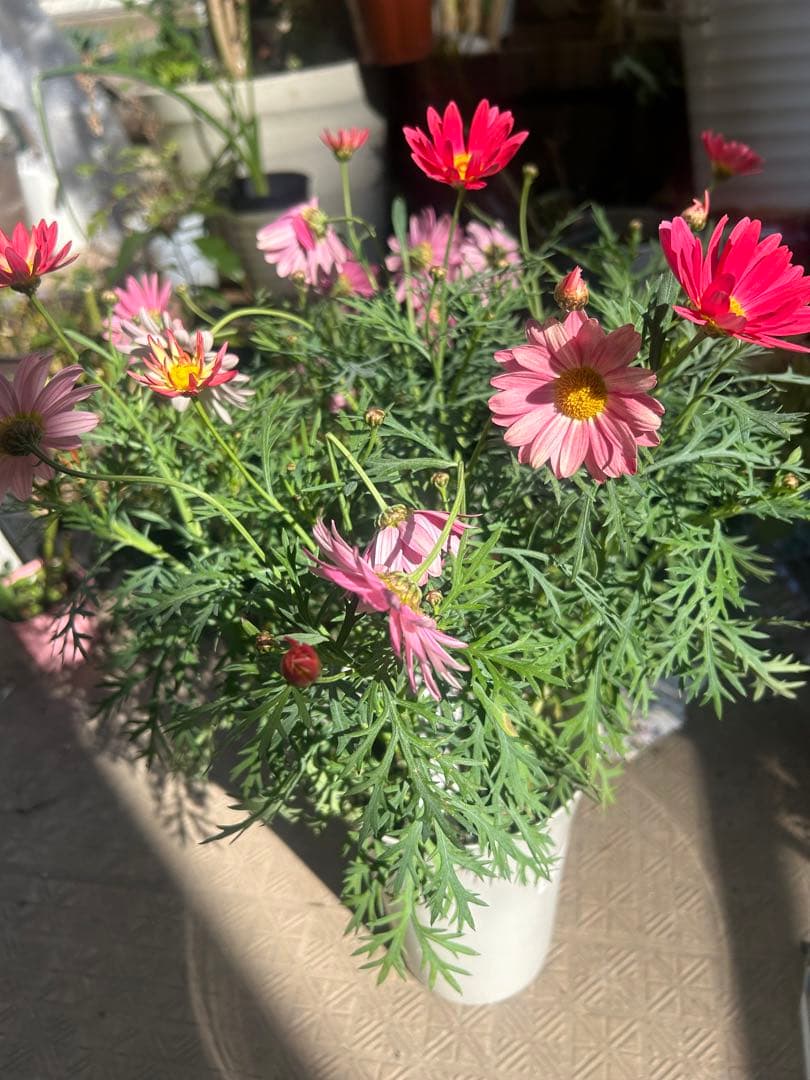 マーガレット コーラル色 Proven Winners