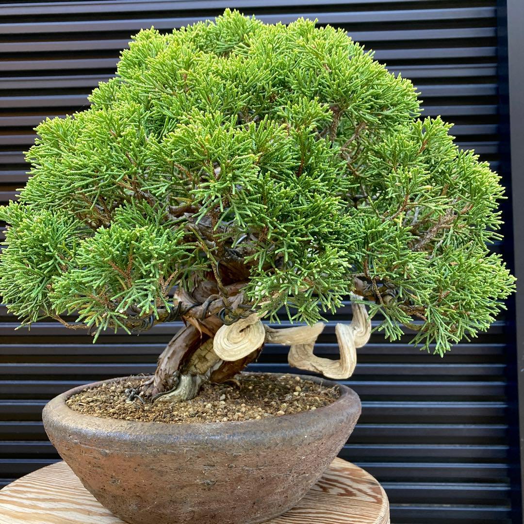 真柏　盆栽　盆栽鉢　鉢