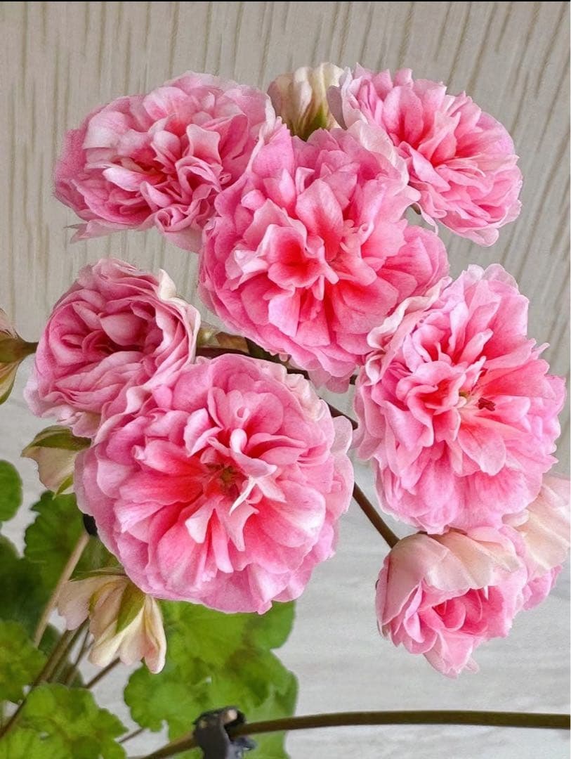 超新品珍しいゼラニウム苗