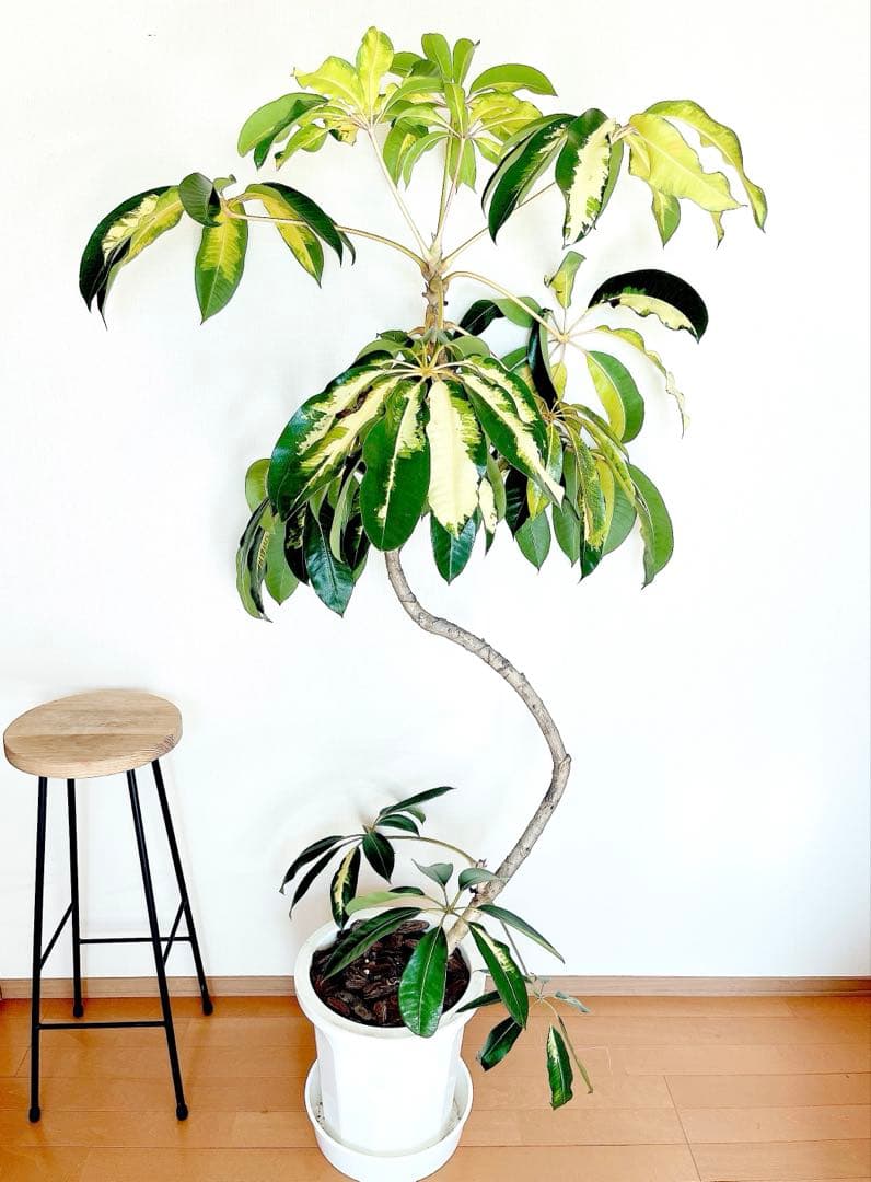 斑入りツピタンサス ゴールデンキング XLサイズ 曲がり 幹太 calmcafe