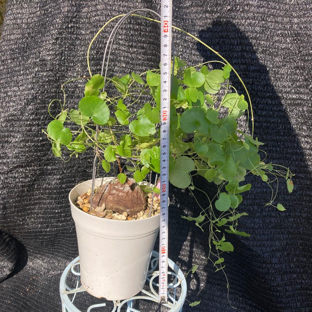 ①【ディオスコレア　エレファンティペス　アフリカキッコウリュウ（亀甲竜 ）】５号