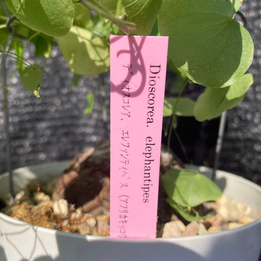 ①【ディオスコレア　エレファンティペス　アフリカキッコウリュウ（亀甲竜 ）】５号