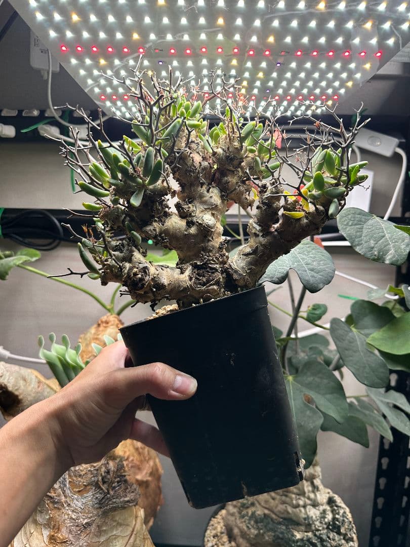 コレクション株 チレコドン 万物想 レティキュラータス※鉢ごと発送