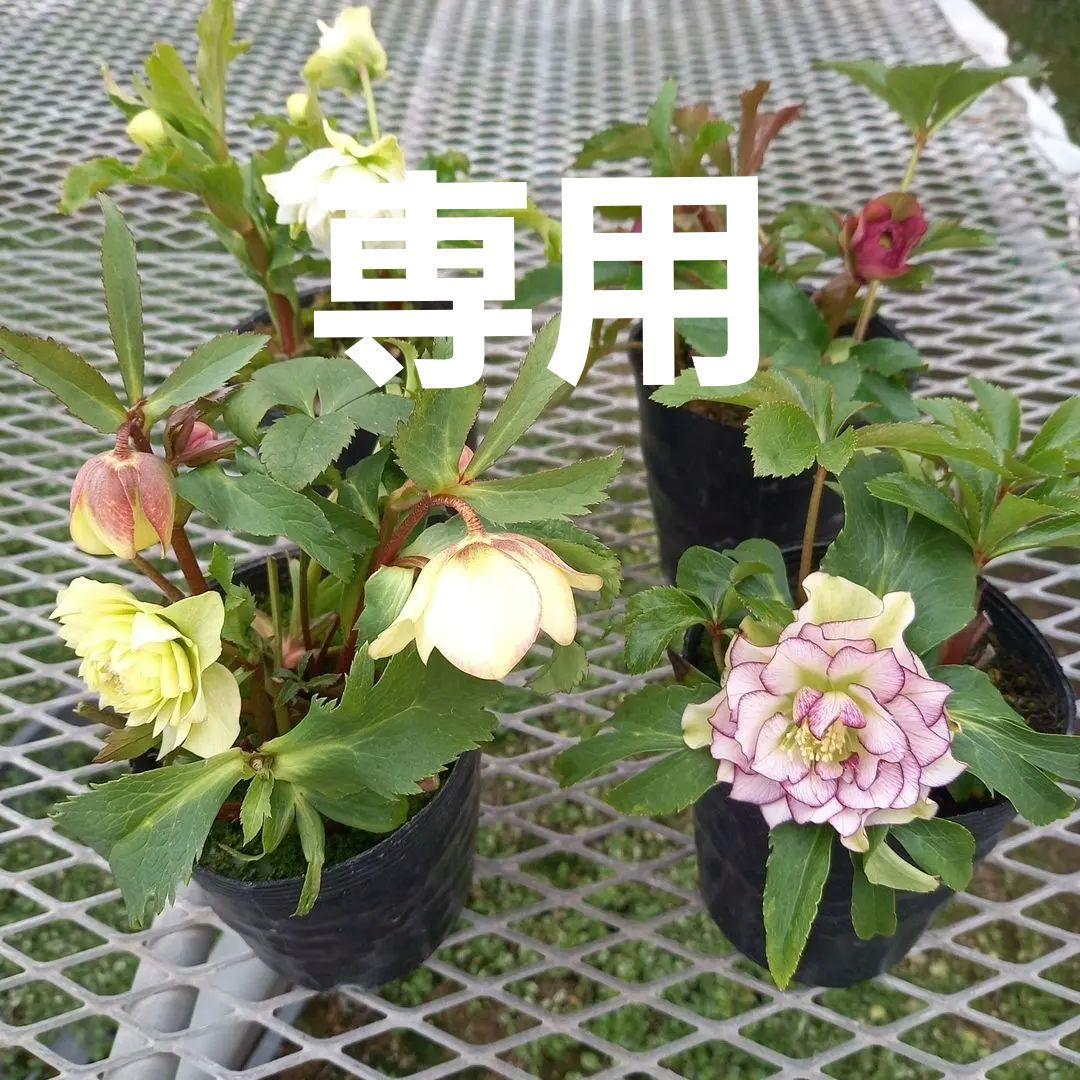 可愛いお花畑♪春色♪4個セット！クリスマスローズ、苗、開花株