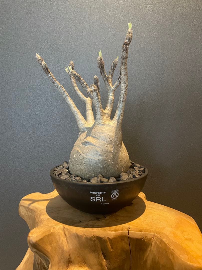 パキポディウム グラキリス 現地球 srl 鉢付き