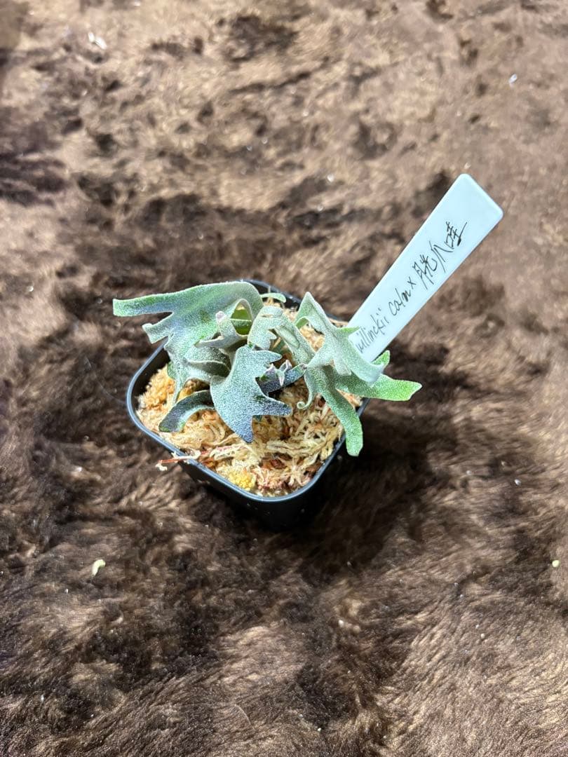 洋*草様 P.willinckii calm×月光爪哇 sporeling