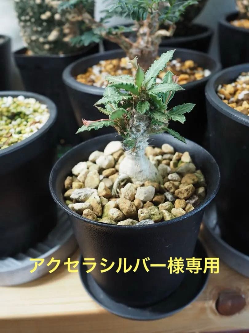 【アクセラシルバー】ユーフォルビアトゥレアレンシス サボテン 多肉植物