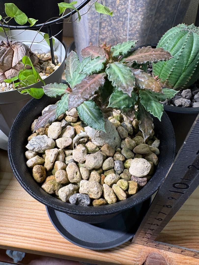 【アクセラシルバー】ユーフォルビアトゥレアレンシス サボテン 多肉植物