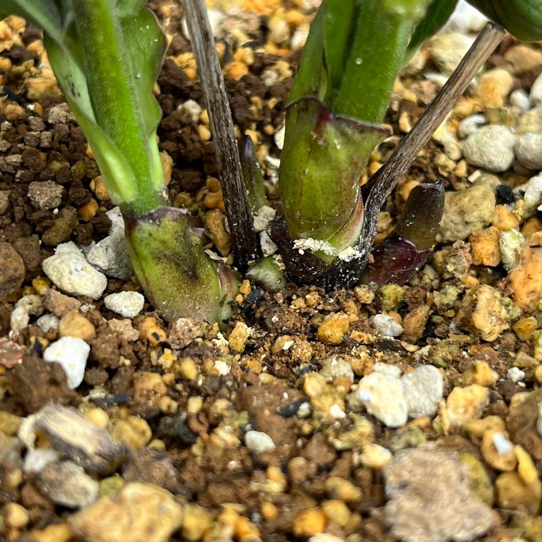 こうめいちゃん 3142【原生地採取H.multifidusMM09004