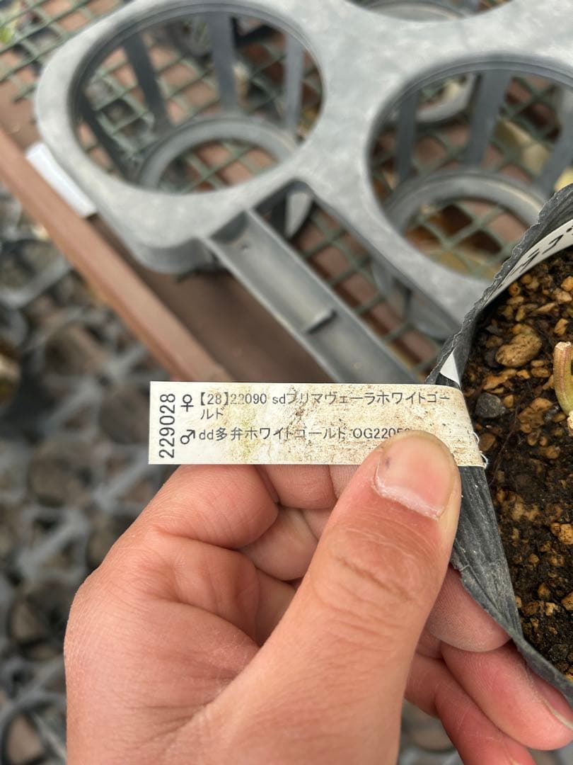 加藤農園 プリマベーラゴールド クリスマスローズ同梱可能