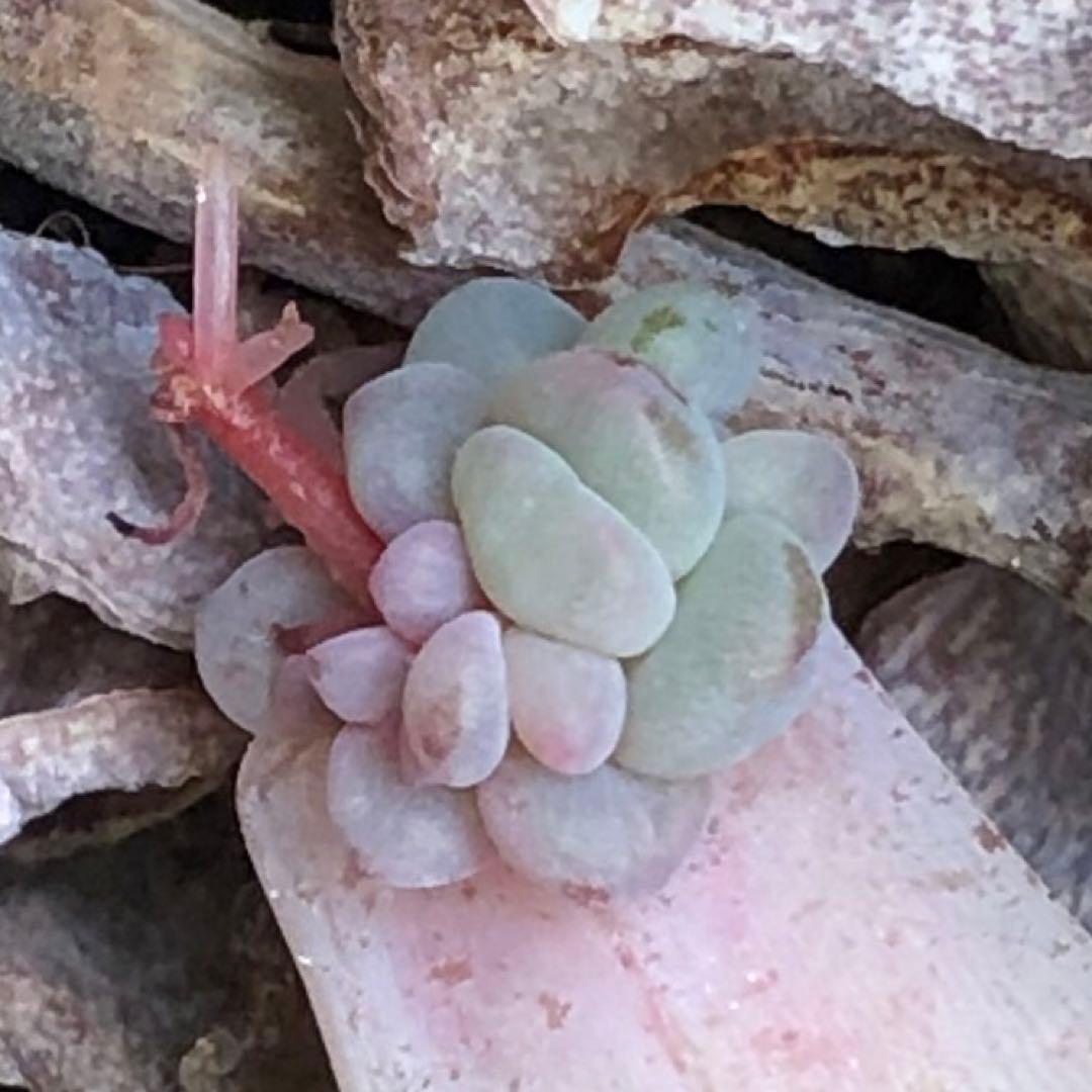 専用‼︎多肉植物^o^ 葉挿し赤ちゃんフレーベル錦