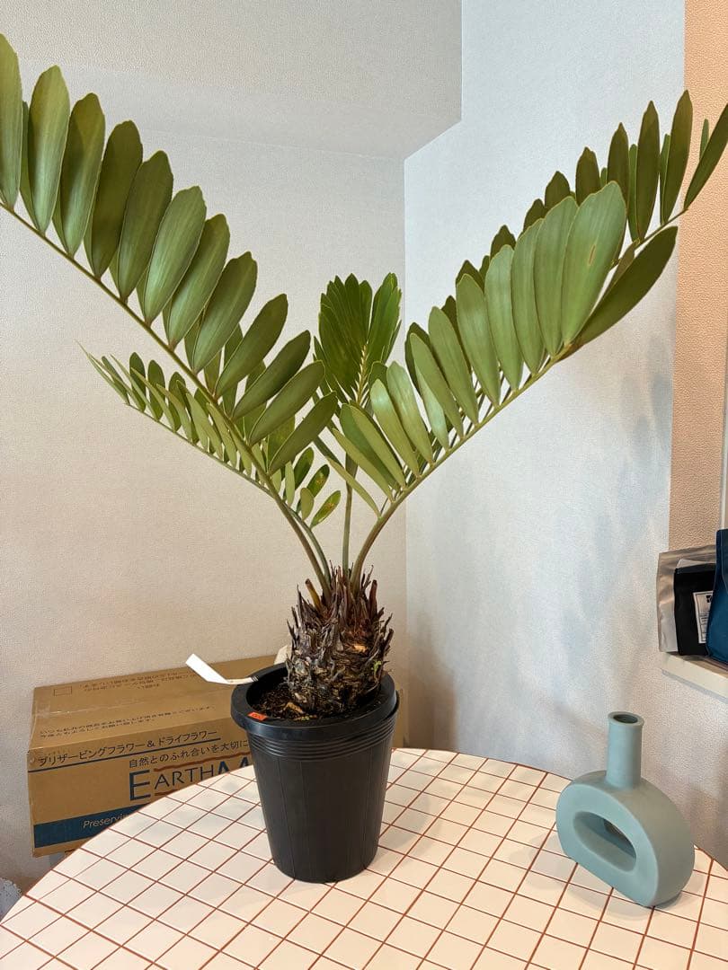 ザミア・フルフラセア　7号