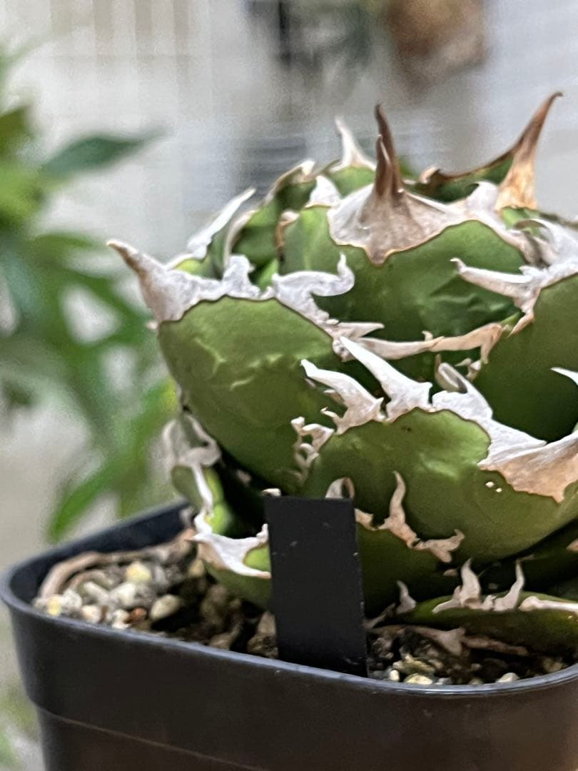 チタノタ 追星 CG01