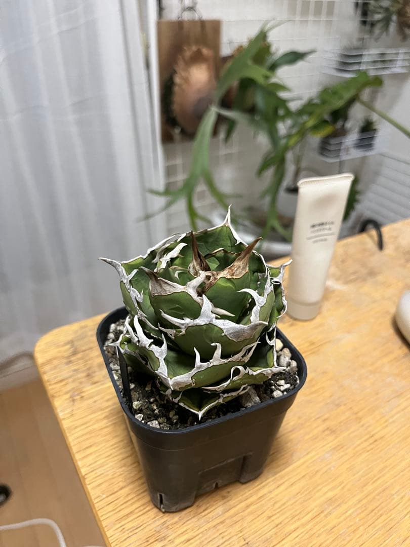 チタノタ 追星 CG01