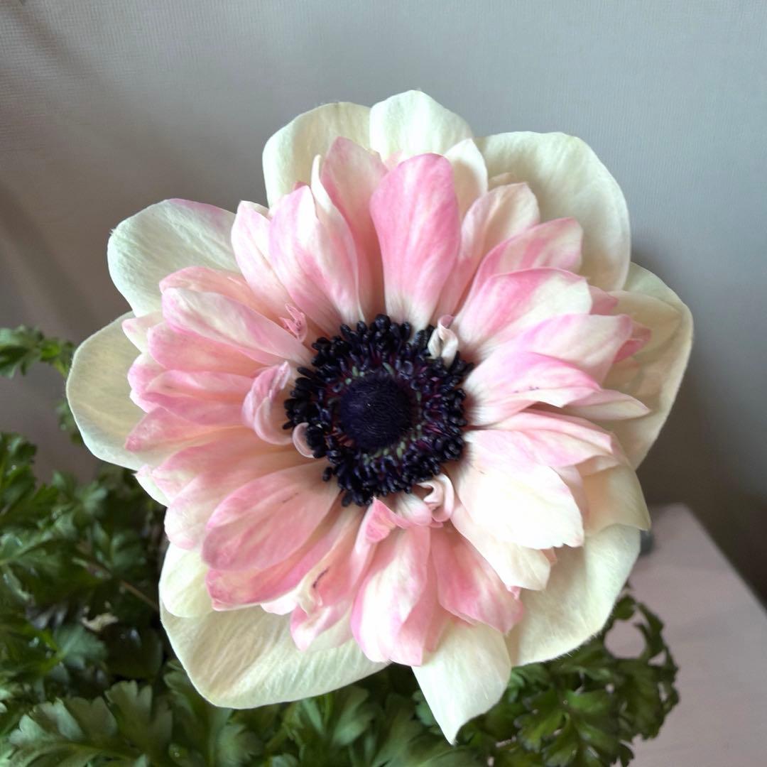 ✿Dom❤Mia✿様　確認用　レバンテ　ローザ