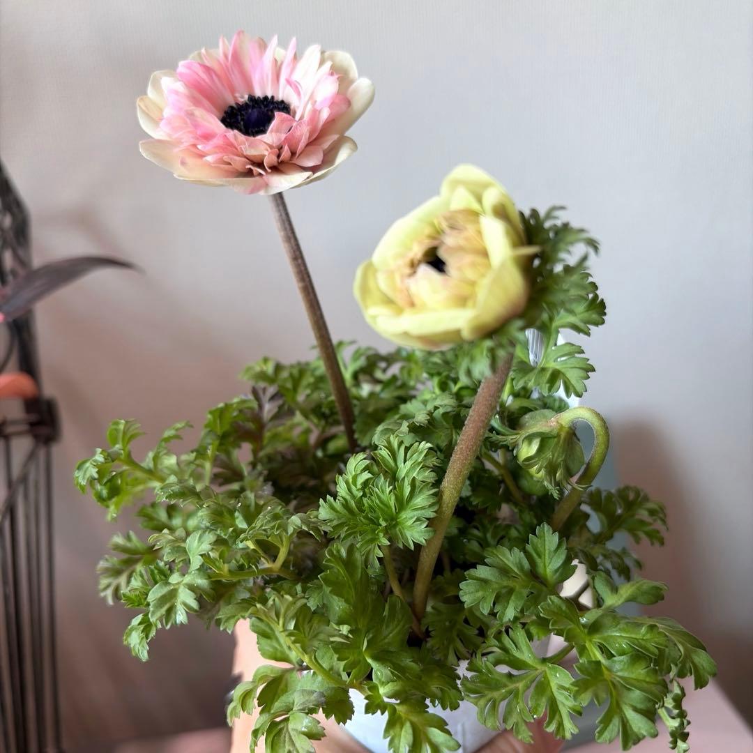 ✿Dom❤Mia✿様　確認用　レバンテ　ローザ