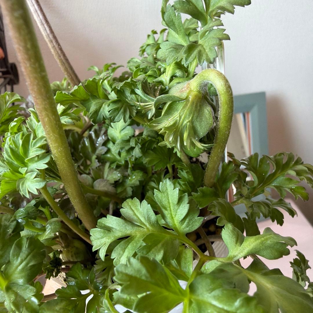 ✿Dom❤Mia✿様　確認用　レバンテ　ローザ