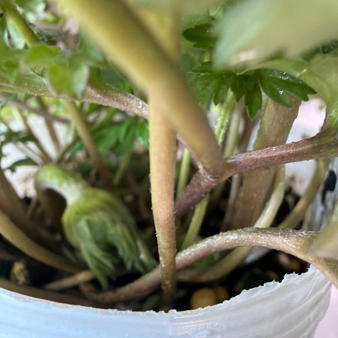 ✿Dom❤Mia✿様　確認用　レバンテ　ローザ