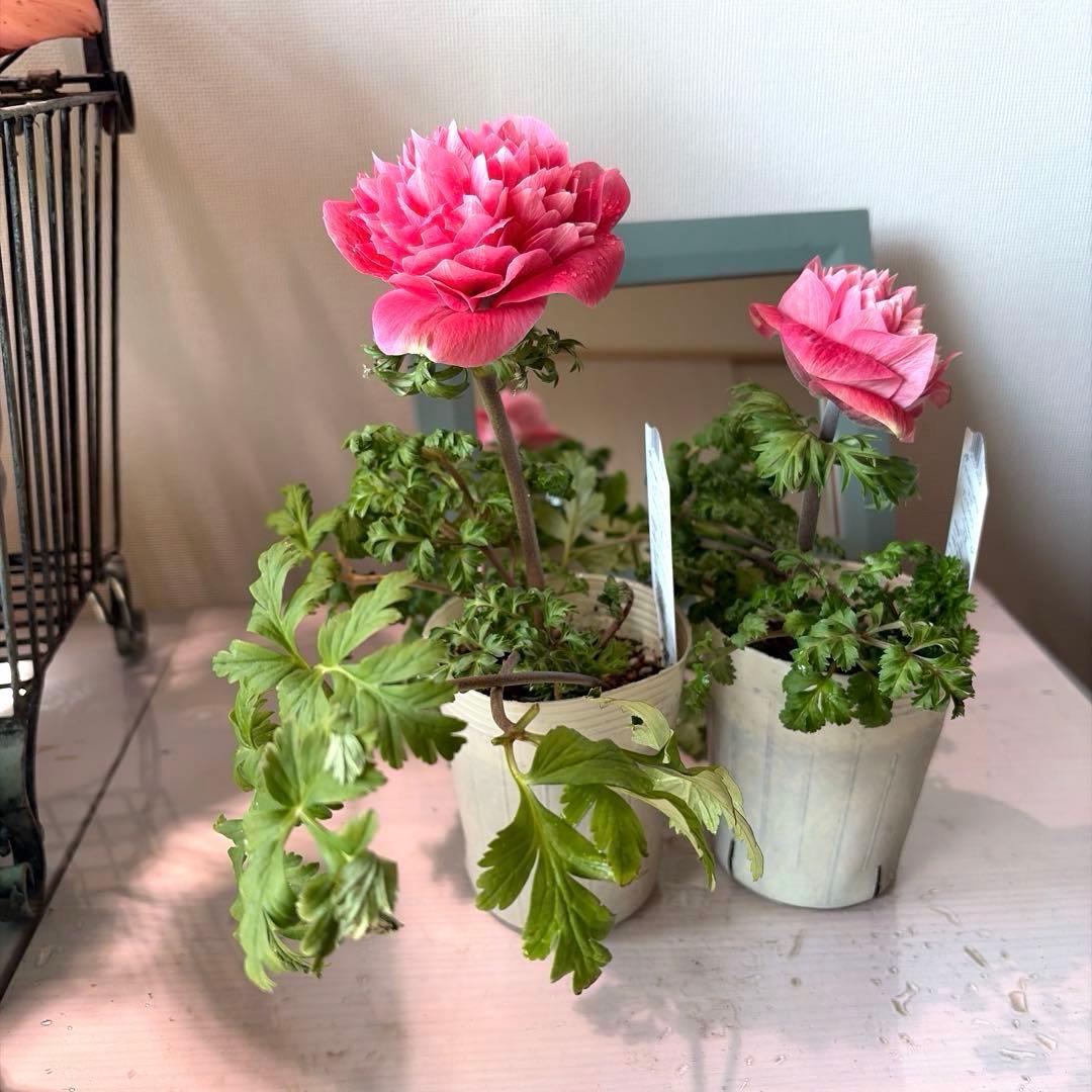 ✿Dom❤Mia✿様　確認用　レバンテ　ローザ