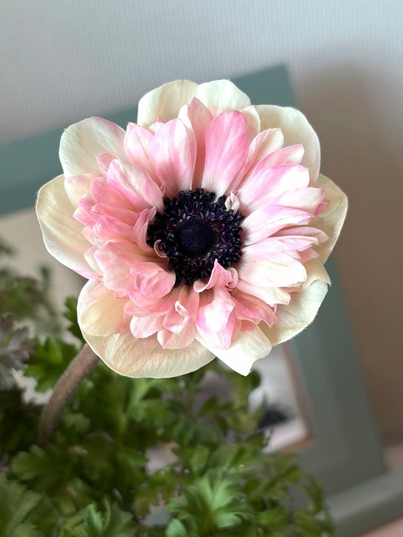 ✿Dom❤Mia✿様　確認用　レバンテ　ローザ