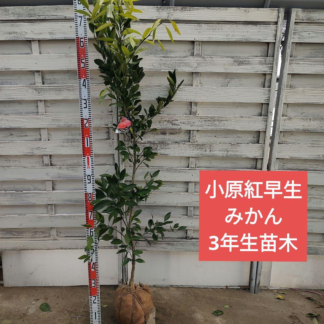 ドットさま専用 他の方はご購入できません