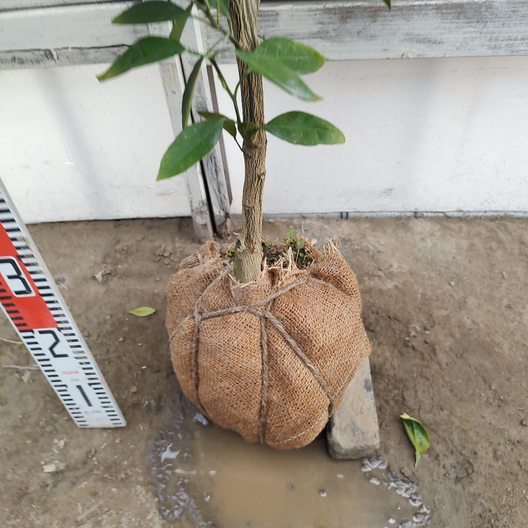 ドットさま専用 他の方はご購入できません