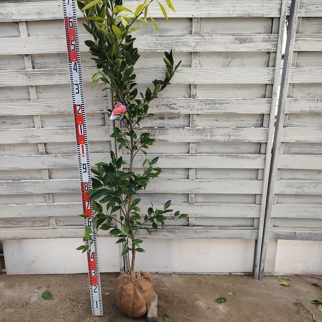 ドットさま専用 他の方はご購入できません