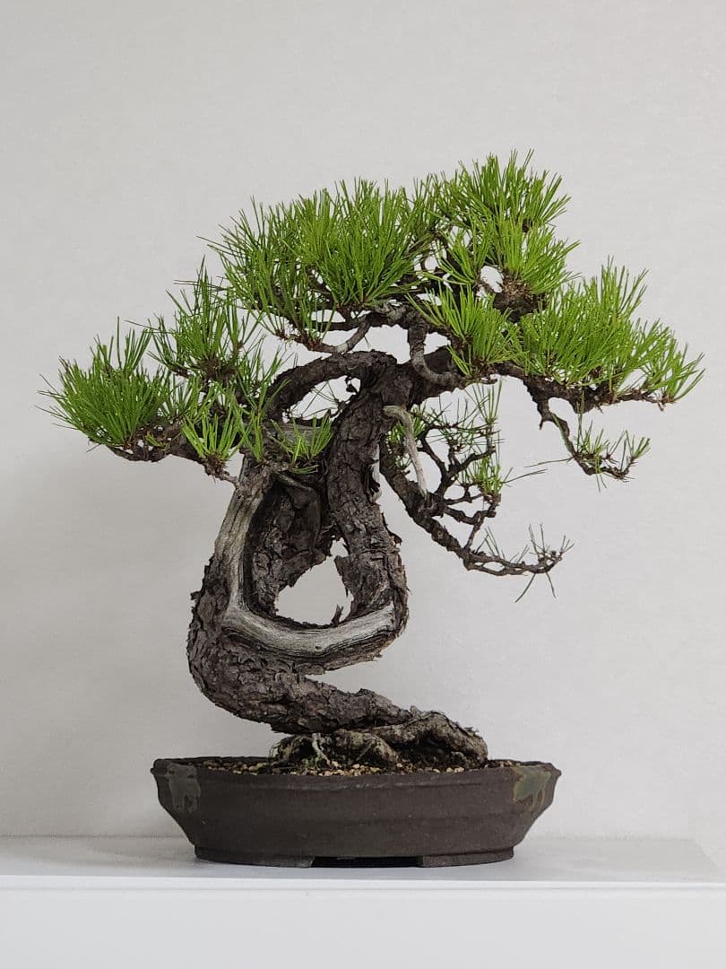 赤松盆栽 松盆栽 文人木 真柏 黒松 赤松 五葉松