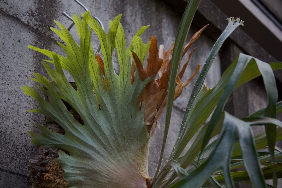 ビカクシダ P.Princess's Crown