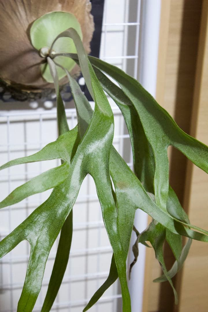 ビカクシダ P.Princess's Crown