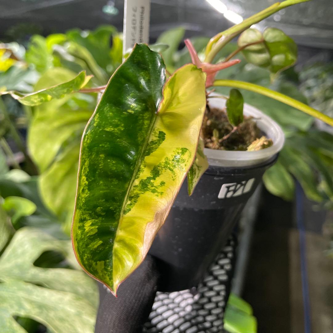 FD1 フィロデンドロン　ビレッティア　斑入り