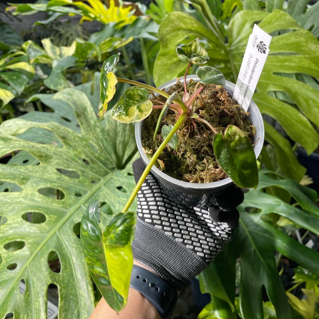 FD1 フィロデンドロン　ビレッティア　斑入り