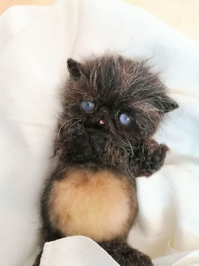 エキゾチックベビー♡子猫ちゃん♡ミックス毛♡アートドール♡ぬいぐるみ♡
