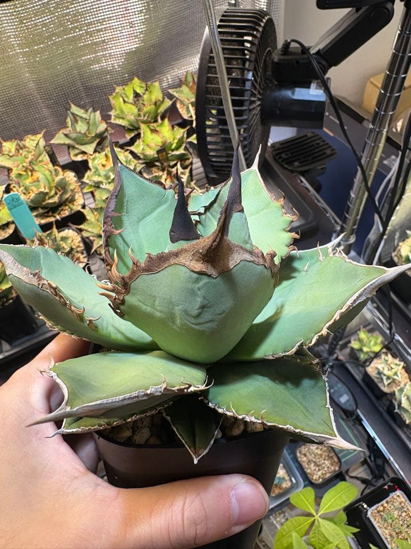 アガベ　実生株　トップ強　皺